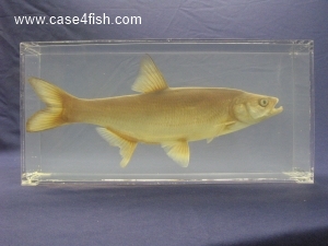 Cypriniformes/Leuciscus aspius/Cyprinidae/Leuciscus aspius_01_S.jpg